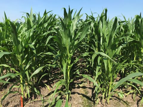 Corn Growth